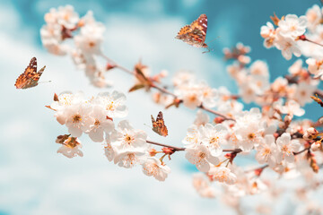 Wall Mural - Blossoming cherry branches against blue sky and flying butterflies. Spring background. Soft focus