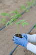 The farmer's gloved hands hold a tomato seedling.
Growing greenhouse tomatoes with drip irrigation. Agriculture concept.