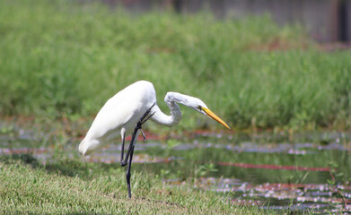 Great Egret Standing Near Pond While Scratching Neck