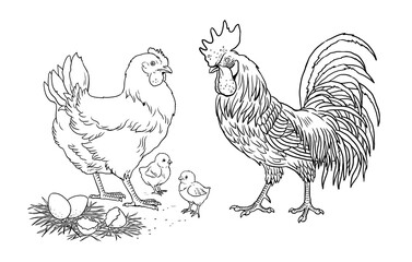 Wall Mural - Family chicken, rooster and their chicks. Funny farm animals. Template for children to paint.	