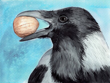 Watercolor Picture Of A Black Raven With A Nut In Its Beak On The Pale Blue Background