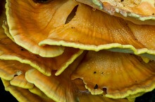 Orange Shelf Fungus Also Known As Sulphur Shelf Fungus Seen While Hiking In The Northwest.