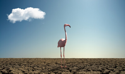 Wall Mural - pink wild flamingo in severe drought desert