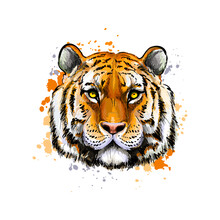 Tiger Head Portrait From A Splash Of Watercolor, Colored Drawing, Realistic. Vector Illustration Of Paints