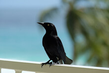 Squawking Black Beauty. Caribbean, Barbados Island.