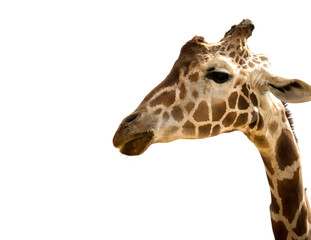 Giraffe isolated on white