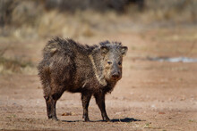 Javelina (Collared Peccary) Stops And Looks At Camera.