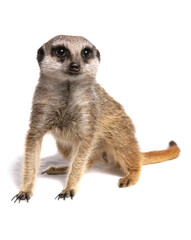 Wall Mural - Meerkat