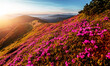 © jenyateua - Breathtaking nature scenery during sunset. Scenic image of fairy-tale highland in sunlit. Incredible foggy morning in mountains with amazing pink rhododenndron flovers. Picture of wild area. postcard
