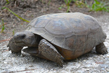 Gopher Tortoise Free Stock Photo - Public Domain Pictures