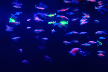 Wall Mural - Neon glow fish color freshwater aquarium. Underwater in the neon light. The screen is dark aquarium. Blurry background. Selective Focus.