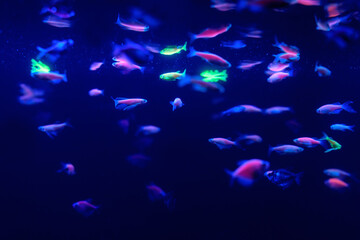 Poster - Neon glow fish color freshwater aquarium. Underwater in the neon light. The screen is dark aquarium. Blurry background. Selective Focus.