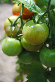Fototapeta Kuchnia - tomatos