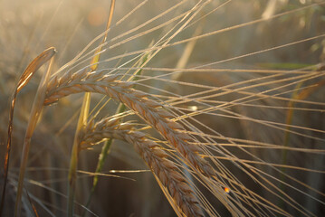 Barley During Sunset