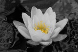 Fototapeta Łazienka - white water lily