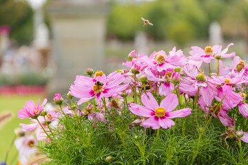 Beautiful pink flowers with blurry trees as background