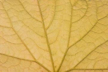 Background of a yellow cucumber leaf with veins. Close-up