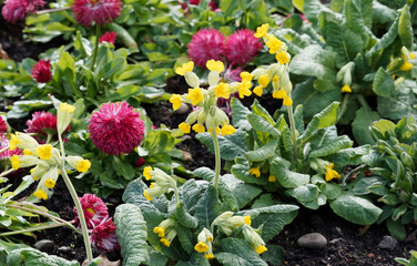 Canvas Print - (Primula veris) Echte Schlüsselblume oder wiesen-primel. Blütenstand mit gelben Blüten mit orangefarbenen Fleck an Kronlappen. Hellgrün bis dunkelgrün Laubblätter in rosette angeordneet