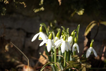 Selective Focus Shot Of White Snowdrops In A Field Under The Sunlight