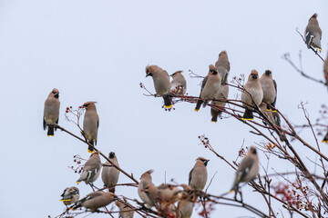 The Bohemian waxwing (Bombycilla garrulus)