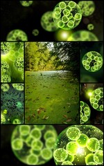 Wall Mural - Collage Algae Cells 3D Illustration