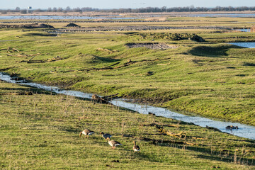 Wall Mural - Many birds in the flooded meadows in Nature Park Oostvaardersplassen in Almere, province Flevoland, Netherlands. Spring sunny panoramic landscape with green flood meadows and skyline perspective.