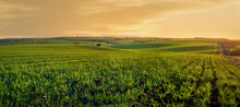 Green Sprouts Of Wheat Or Rye On The Hilly Terrain Of The Agricultural Field, At Evening Lights, Spring