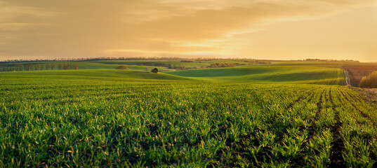 Wall Mural - green sprouts of wheat or rye on the hilly terrain of the agricultural field, at evening lights, spring