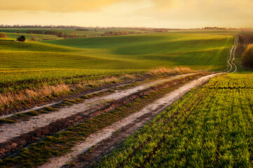Wall Mural - Green waves of wheat field sown with a line with a dirt road in the evening sunset lights