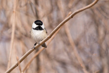 Closeup Front View Of Black Capped Chickadee Perching On Branch With Blurred Background. 