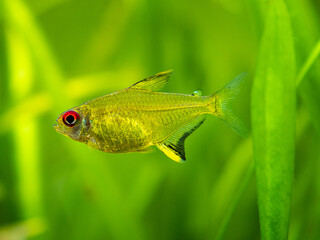 Poster - macro close up of a lemon tetra (Hyphessobrycon pulchripinnis ) in a fish tank with blurred background