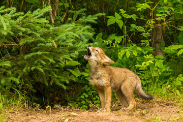 Sticker - USA, Minnesota, Pine County. Coyote pup howling at den.