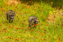 USA, Minnesota, Pine County. Young Raccoons Running Through Hawkweed.