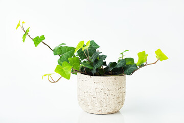 green isolated house plant in a flowerpot