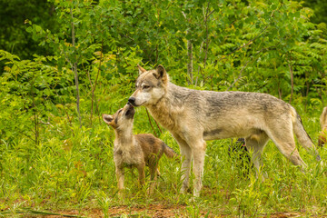 Sticker - USA, Minnesota, Pine County. Adult wolf and pup.