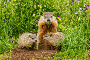 Poster - USA, Minnesota, Pine County. Adult woodchuck eating and kits.