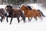 Fototapeta Konie - Rodeo horses running during winter roundup, Kalispell, Montana.