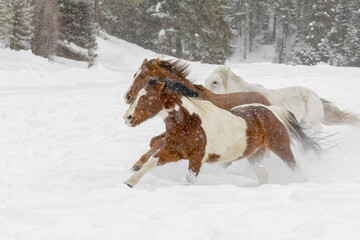 Sticker - Rodeo horses running during winter roundup, Kalispell, Montana.