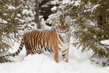 Siberian Tiger In Deep Winter Snow, Montana.