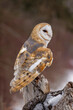 Barn owl, Montana.