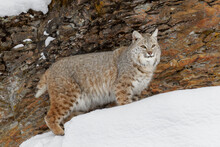 Bobcat In Winter, Montana.