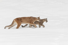 Mountain Lion Cub Walking Beside Adult Female Mother In Deep Winter Snow.