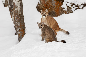 Sticker - Mountain lion cub with adult female mother in deep winter snow.