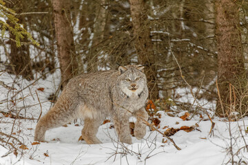 Sticker - Canada lynx in winter.