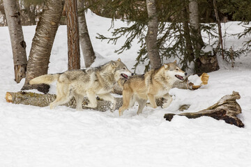 Poster - Tundra wolves running in snow, Montana.