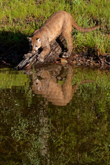 Sticker - USA, Montana. Juvenile mountain lion in controlled environment.