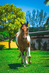 Wall Mural - Horse in the field