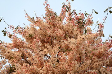 Wall Mural - Pink flowers are called Cassia bakeriana: Cassia Maa or the Thai name is Kanlapapruek. Popularly grown in tourist attractions. Pink flowers in full bloom, trees on a bright sky background.
