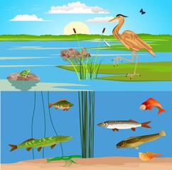 Wall Mural - Pond, lake and river landscape, fishes birds, vector lanadscape