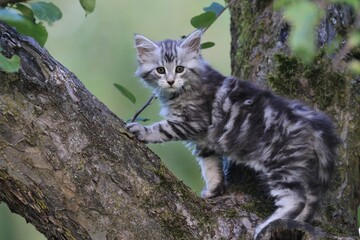 Portrait of a cute maine coon kitten. Tabby kitten on a tree.